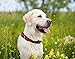 MLB DOG COLLAR. - 29 Baseball Teams available in 4 Sizes. Heavy-Duty, Strong & Durable Pet Collar. - MLB Licensed PET COLLAR.