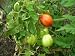 500 ITALIAN ROMA TOMATO Lycopersicon Lycopersicum Fruit Vegetable Seeds