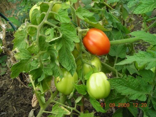 500 ITALIAN ROMA TOMATO Lycopersicon Lycopersicum Fruit Vegetable Seeds 500 ITALIAN ROMA TOMATO Lycopersicon Lycopersicum Fruit Vegetable Seeds