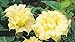 Datura golden queen frilled double - angels trumpet - 10 seeds