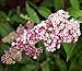 InSpired TM Pink Butterfly Bush - Buddleia - Proven Winners - 4" Pot