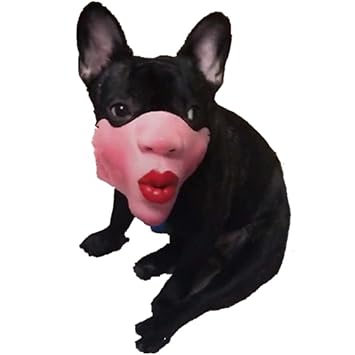 ぜいたく面白い 犬 画像 最高の動物画像