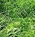 Annual Ryegrass Seed (Gulf, Diploid) - 5 Pound - Wizard Seed LLC