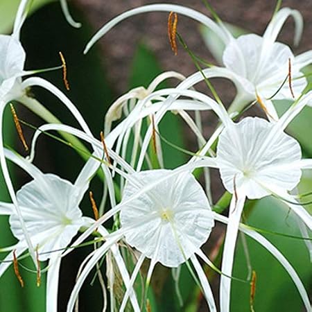 Buy Shop 360 Garden Hymenocallis Littoralis Spider Lily Flower Bulbs Not Seeds Indoor Outdoor Garden White Flowers With Green Leaves Pack Of 4 Fresh Bulbs Online At Low Prices In India Amazon In