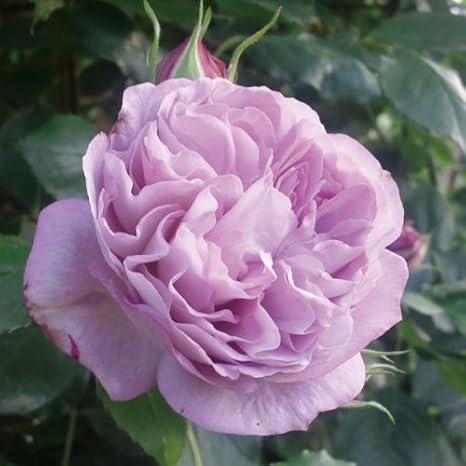 Amazon シュラブローズ まほろば5号鉢植え ラベンダー色の四季咲き品種 Diy 工具 ガーデン