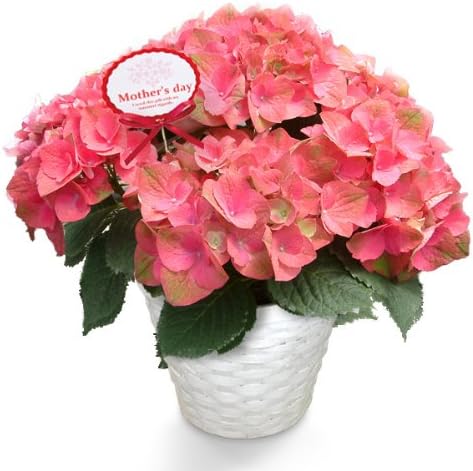Amazon Co Jp 送料無料 送料無料 13母の日ギフト予約 西洋アジサイ ハイドランジア 長崎の恋 ながさきのこい 5号鉢植え 長崎直送便 ホーム キッチン