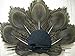 Fascinator Peacock Feather Clip Headdress Wedding Headwear Women Party Headpiece