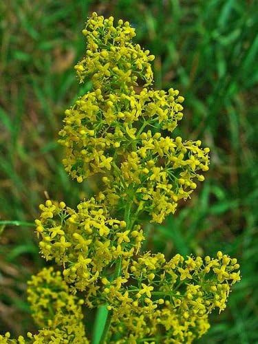 Bedstraw, Lady's (Galium verum) Seeds - 100 g