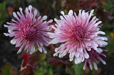 pflanze chrysantheme