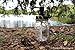 The Southern Jarring Co. Rustproof Stainless Steel Mason Jar Soap Dispenser - Rustic Farmhouse Soap Pump for Mason Jar Decor - Includes Genuine 16oz Ball Mason Jar (Black)