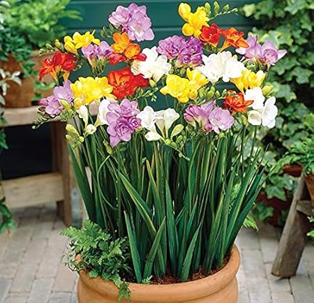 Akash Green Freesia Flower imported multi color Flower bulbs pack for home garden summer winters set of 12 bulbs