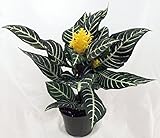 jm bamboo-Zebra Plant - Aphelandra - Exotic & Unusual House Plant - 5