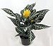 jm bamboo-Zebra Plant - Aphelandra - Exotic & Unusual House Plant - 5" Pot
