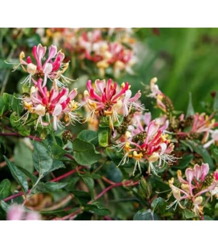 Amazon.com : Serotina Belgica Honeysuckle Vine - Late Dutch - Lonicera -  2.5" Pot - Fragrant : Patio, Lawn & Garden