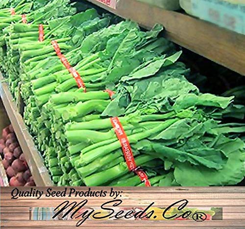 Raflesa 200 x Chinese Broccoli, Kai LAN GAI LAN Seeds - Chinese Kale - Cantonese Cuisine