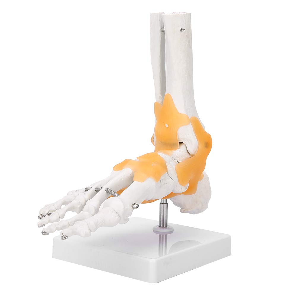 Anatomical Foot Model,Adult Human Skeleton Ligament Foot Ankle Joint Anatomical Model