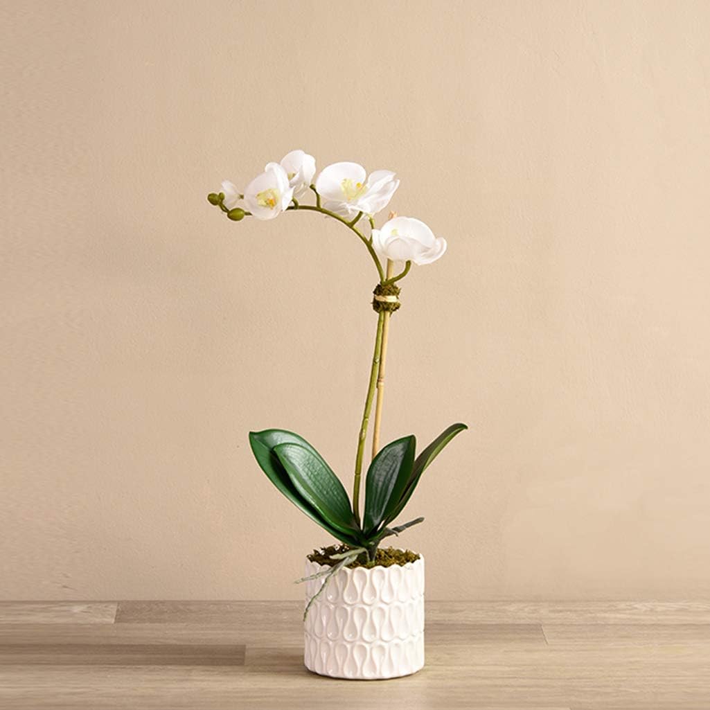 "BLOOMR Artificial White Texture Potted White Orchid