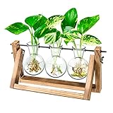 Ivolador Desktop Propagation Station, Bulb Plant