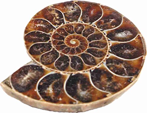 3 Ulysse+ERAS+Life+Excavation+Kit