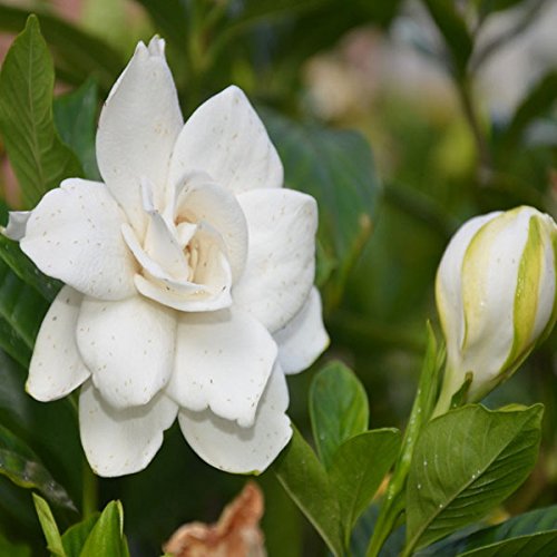 50pcs Garden White Gardenia Seeds Outdoor Fragrant Flowers