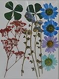 LoveDiyLife mixed Daisy Baby's Breath myosotis real pressed dried flowers
