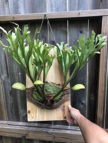 Asian Epiphytes Platycerium Ridleyi Spores Fresh Collected Stag Horn Fern Spo Home Decor Amazon Com Au Asian Epiphytes Platycerium Ridleyi Spores Fresh Collected Stag Horn Fern Spo Home Decor Amazon Com Au