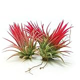 The Drunken Gnome AIR Plants - 3 Pack - air Purifying Flowering Tillandsia for Terrarium, Fairy Garden Starter kit, Home Office, Indoor Outdoor, Corporate Gift (3 Fuego)