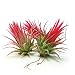 The Drunken Gnome AIR Plants - 3 Pack - air Purifying Flowering Tillandsia for Terrarium, Fairy Garden Starter kit, Home Office, Indoor Outdoor, Corporate Gift (3 Fuego)