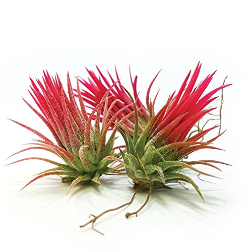 The Drunken Gnome AIR Plants - 3 Pack - air Purifying Flowering Tillandsia for Terrarium, Fairy Garden Starter kit, Home Office, Indoor Outdoor, Corporate Gift (3 Fuego)