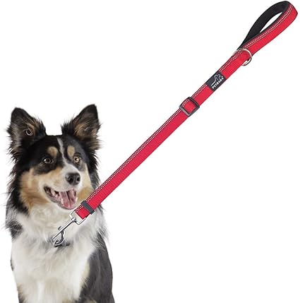 3ft dog leash Clearance