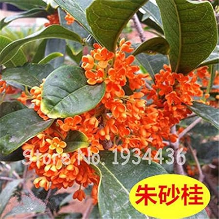 Bloom Green Co 100 Pc Bonsai Osmanthus Fragrans Blumen Sa AÃ¿e Olivenbaum Garten Ta Pfe Zierpflanze Mehrja Hrigen Pflanzen Im Freien Start Waren Zum Verkauf A5 20pcs Amazon De Garten