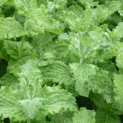 Mojito Mint Plug Plants, 5 Plants per Pack Delivered to Your Door. Start Your herb Garden Now. Grow Your own.