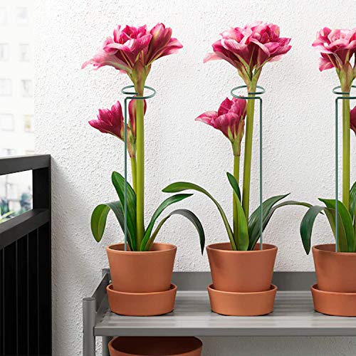 Fashionclubs 6 Pack Plant Support Stakes, Single Stem Support Stakes Metal Garden Flower Support Stakes Plant Cage Support Rings with 12pcs Plant Clips, 17.8" Amaryllis Stakes for Tomatoes Orchid Lily