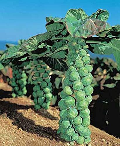 PaseSeeds Jade Cross Brussels Sprouts Seeds - F1 Hybrid, Firm Dark Green, Long Stemmed, 75 Days, 25 Seeds