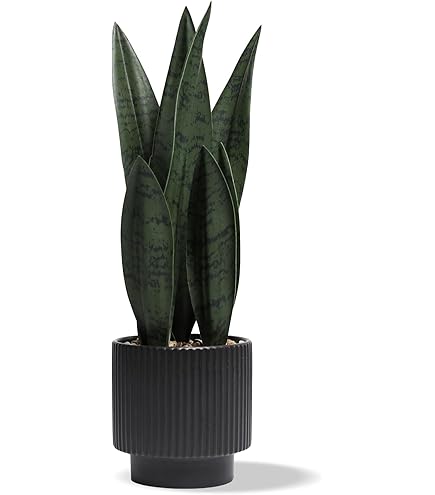 wie schnell wächst eine thuja smaragd Thuja occidentalis 'Smaragd' Konifere (Lebensbaum) | 125-150 cm Im Topf