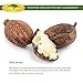Whipped African Shea Butter Cream - Pure 100% All Natural Organic Moisture for Soft Skin and Natural Hair - Body Butter Improves Blemishes Stretch Marks Scars Wrinkles Eczema & Dermatitis (8 oz)