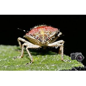 Raynox DCR-250 Super Macro Snap-On Lens