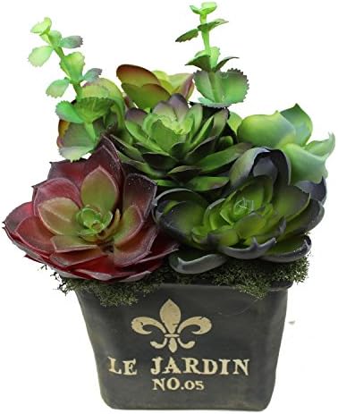 Realistic Artificial Succulent Plants Potted in Black Square Jardin Pot - 6 inch