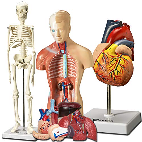 Evviva Sciences Human Heart, Torso and Skeleton Models Best Set of 3