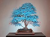 Brend New 20 bonsai blue maple tree seeds Bonsai tree seeds. rare sky blue japanese maple seeds Balcony plants for home garden