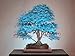 Brend New 20 bonsai blue maple tree seeds Bonsai tree seeds. rare sky blue japanese maple seeds Balcony plants for home garden