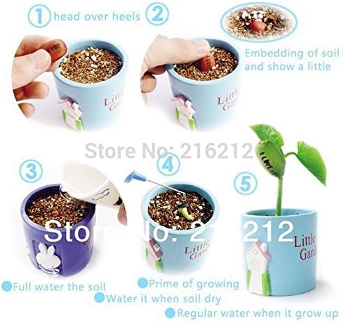 Dionaea Muscipula Giant Clip Venus Fly Trap Seeds 30pcs Insectivorous Seed Garden Plant Seed Bonsai Family Potted Amazon Ca Patio Lawn Garden