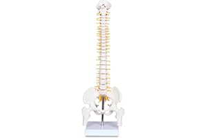 breesky Human Spine Mini Model, 17’’ Spine Anatomy Model with Nerves, Vertebra Model with Stand for Medical Students, Osteopaths and Chiropractors