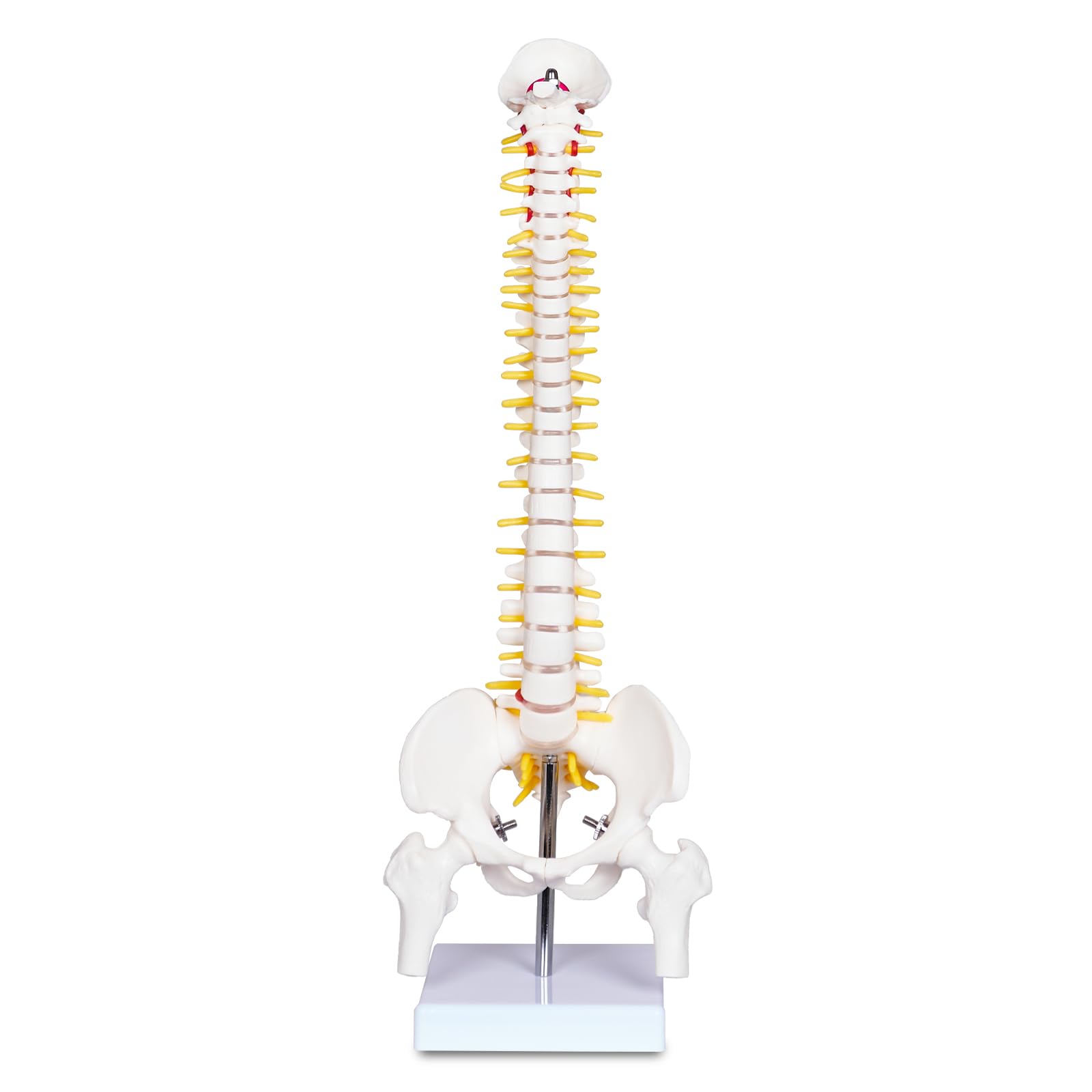Mua Mini Human Spine Model for Kids, 17’’ Spine Anatomy Model with