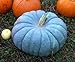 Jarrahdale Blue Pumpkin, Cucurbita Maxima,10 Seeds (6-10 Lbs.)