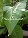 Tom Ross Madole Cigar Tobacco Seeds Non GMO