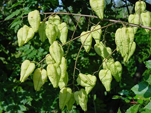 Koelreuteria paniculata Golden Rain Tree,20 seeds