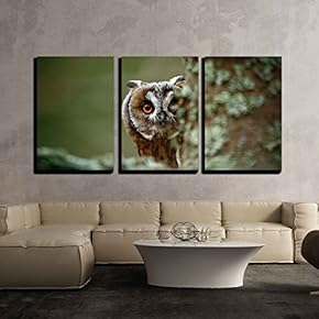3 Piece Canvas Wall Art - Hidden Portrait Long-Eared Owl with Big Orange Eyes Behind Larch Tree Trunk - Modern Home Art Stretched and Framed Ready to Hang - 16"x24"x3 Panels