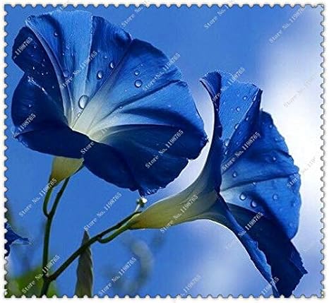 Amazon 50シード パック Quot Pearly Gates Quot 朝顔種子鉢植えの花の種 盆栽植物の家の庭の種子 花