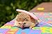 Hedgehog Harness Wing Traction Rope Nylon String Adjustable Training Playing Small Animal Outdoor Play Random Color